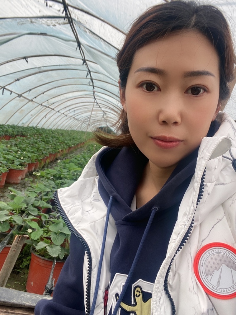 红颜草莓盆栽