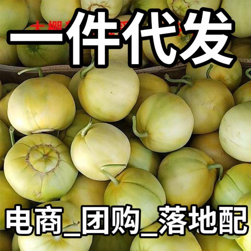 马连庄甜瓜！甜宝甜瓜！【一件代发】大量上市了！