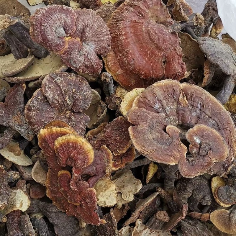 云南野生深山灵芝产地货源大量现货批发