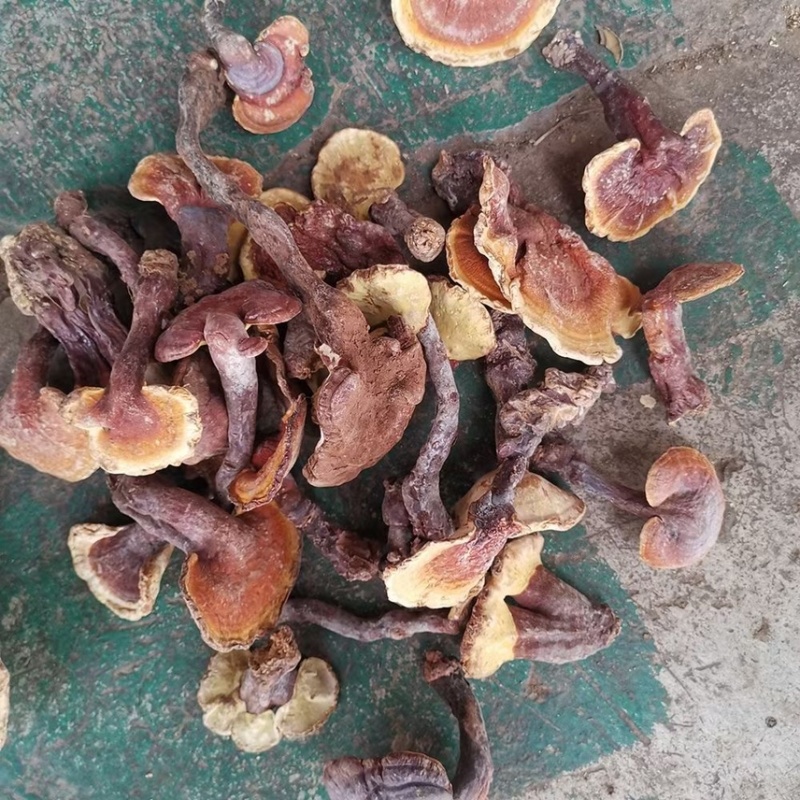 云南野生深山灵芝产地货源大量现货批发
