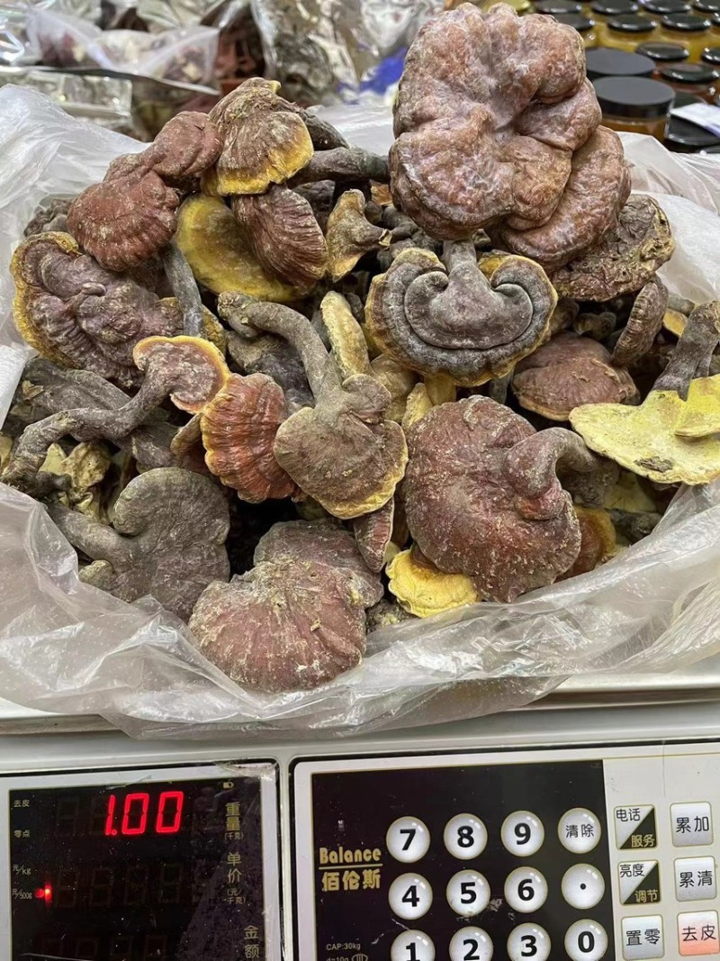 云南野生深山灵芝产地货源大量现货批发