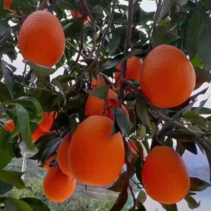 【优质】奉节脐橙大量上市供应电商市场全国代发