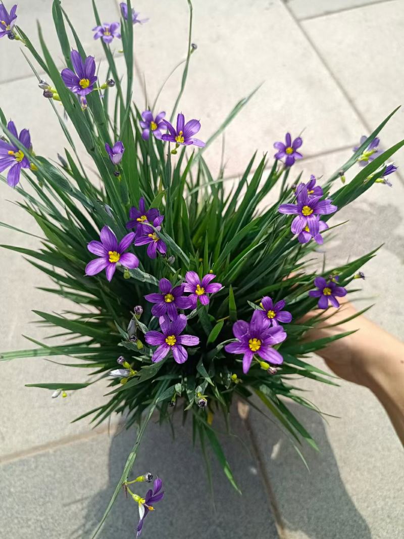 双色庭菖蒲基地批发