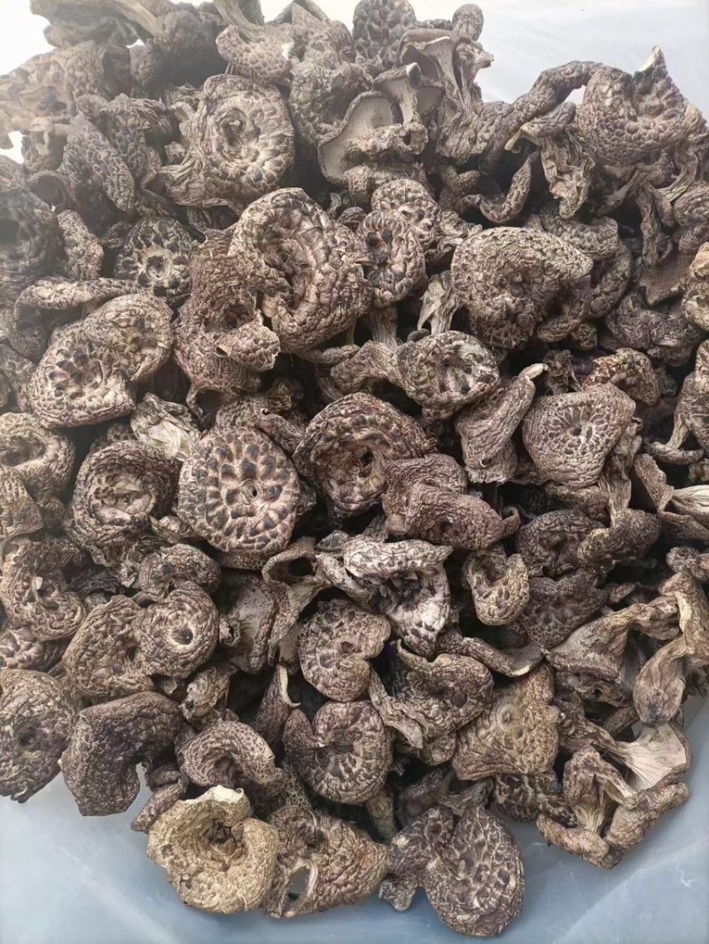 云南特产虎掌菌干品老家产地货源大量批发量大从优