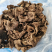 云南特产虎掌菌干品老家产地货源大量批发量大从优