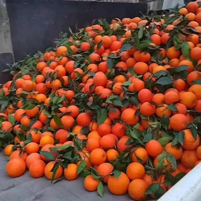 【优质】奉节脐橙大量上市供应电商市场全国代发