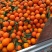 【优质】奉节脐橙大量上市供应电商市场全国代发