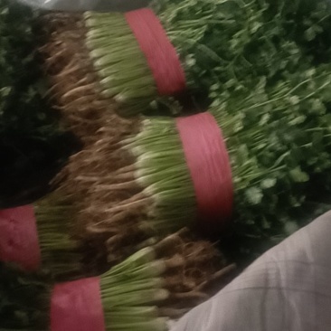 精品香菜