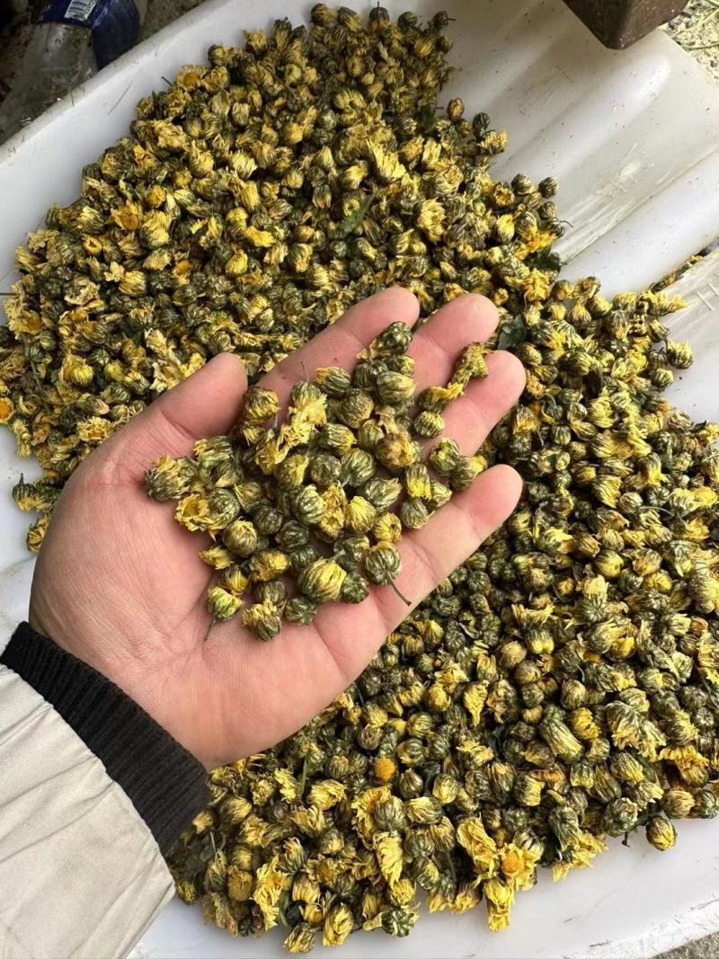 菊花茶胎菊王500g散装桐乡正宗杭白菊花茶不特级菊花茶贡