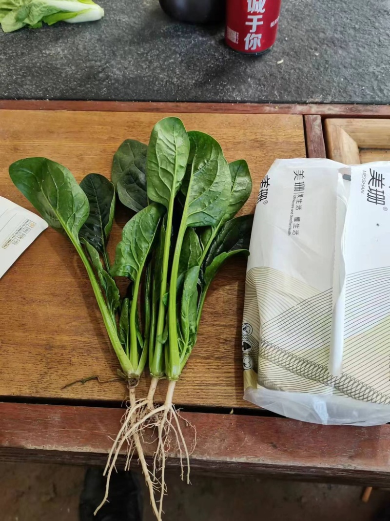 【实力推荐】山东菠菜产地一手货源常年供应可视频看货