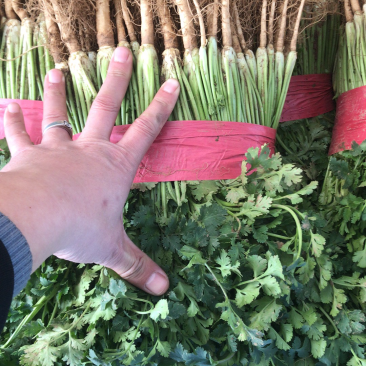 【精品推荐】优质铁杆青香菜净菜毛菜可视频看货选购