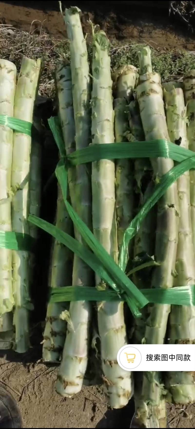 大量精品红叶莴笋光杆，大货大货，表皮光滑，绿色食品
