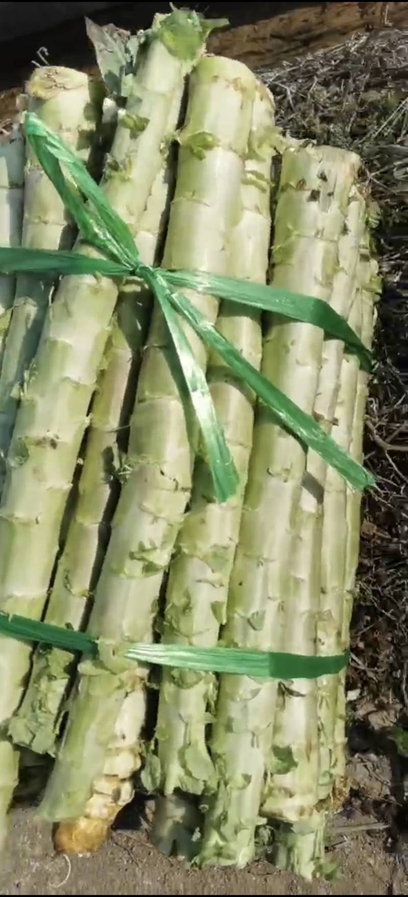 大量精品红叶莴笋光杆，大货大货，表皮光滑，绿色食品
