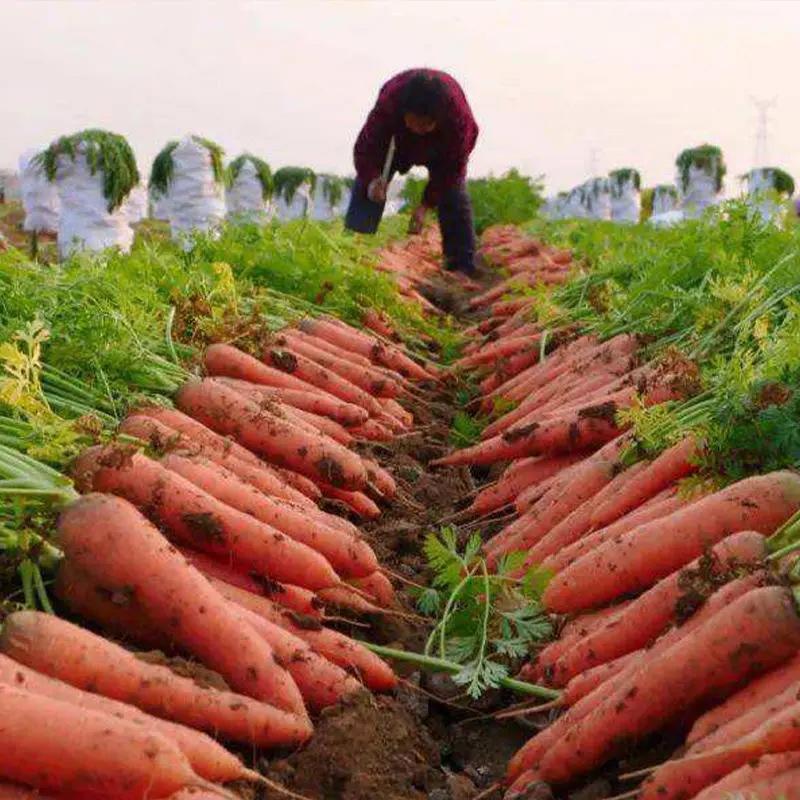 【精品】开封三红胡萝卜大量有货产地一手货源欢迎咨询