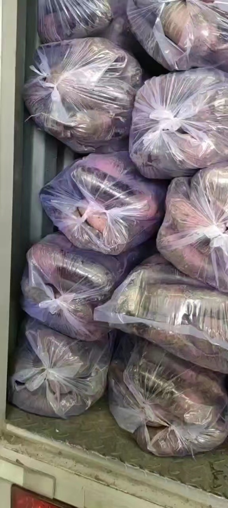 【推荐】山东潍坊青州三色萝卜大量有货，品质有保障，欢迎