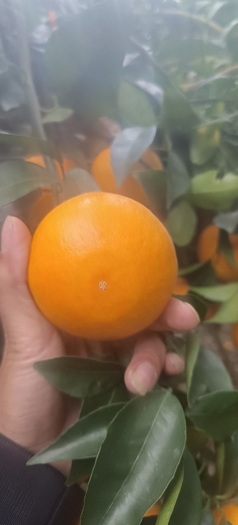 沃甘大量有货