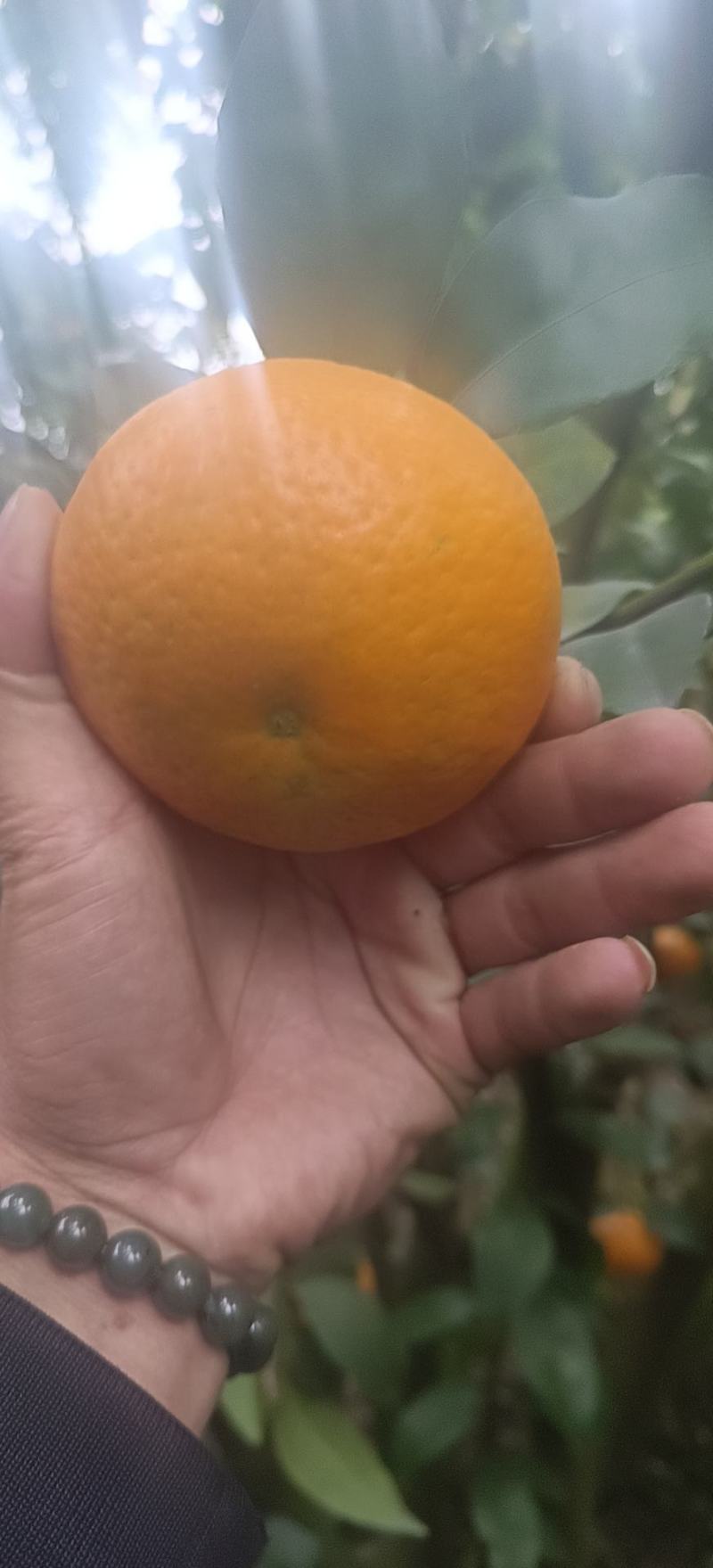 沃甘大量有货