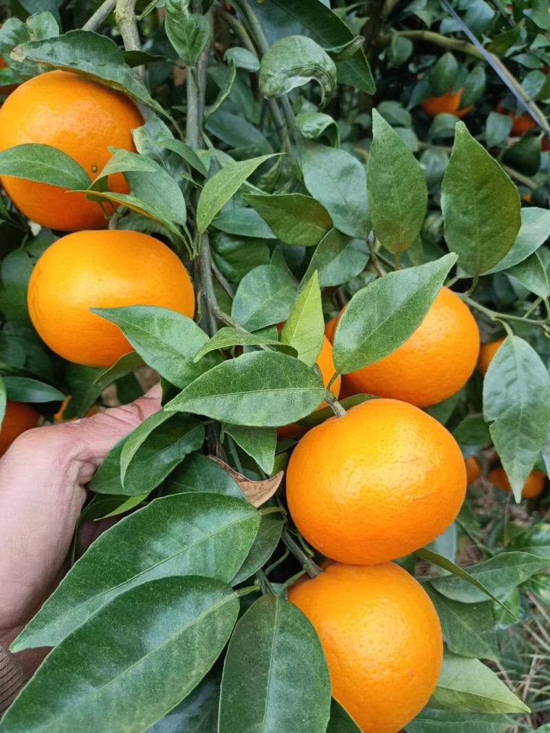 沃甘大量有货