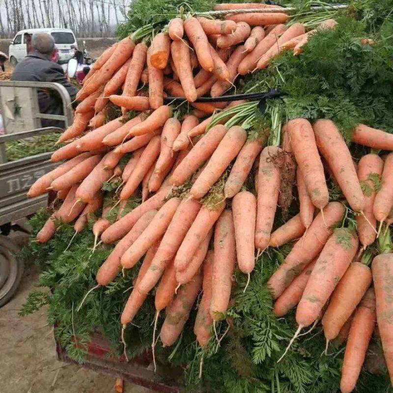 开封三红胡萝卜条形好水洗加工原产地发货质量保障