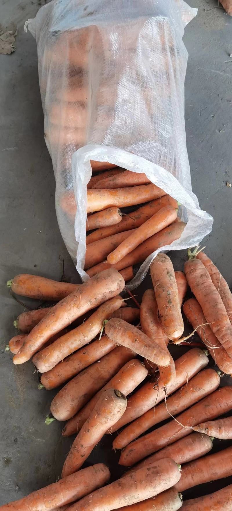 开封三红胡萝卜条形好水洗加工原产地发货质量保障