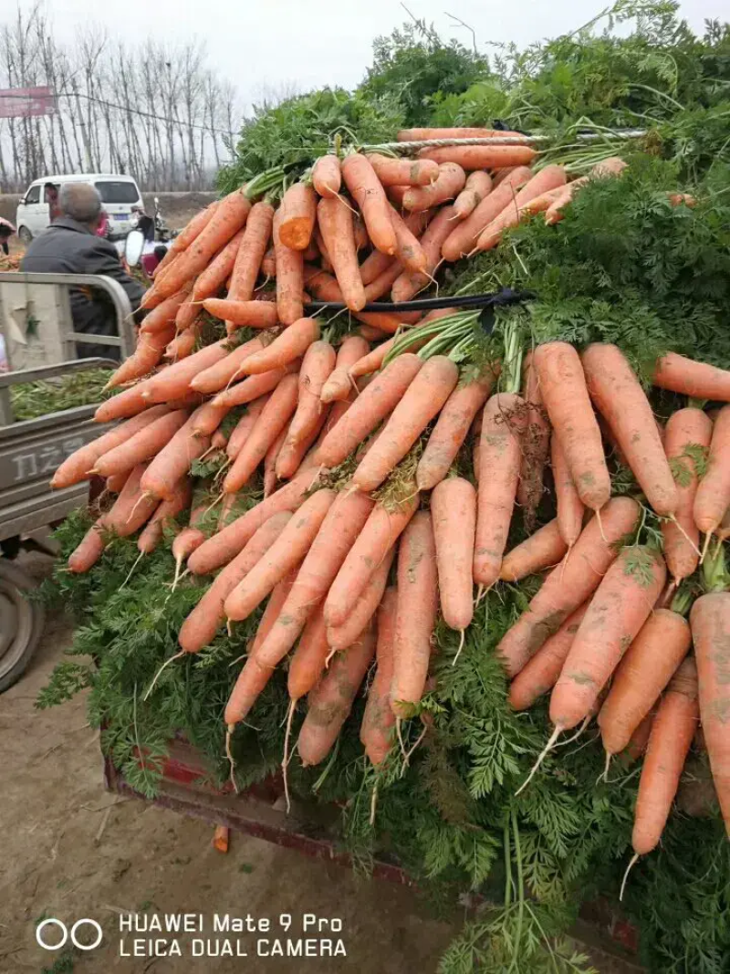 开封三红胡萝卜条形好水洗加工原产地发货质量保障