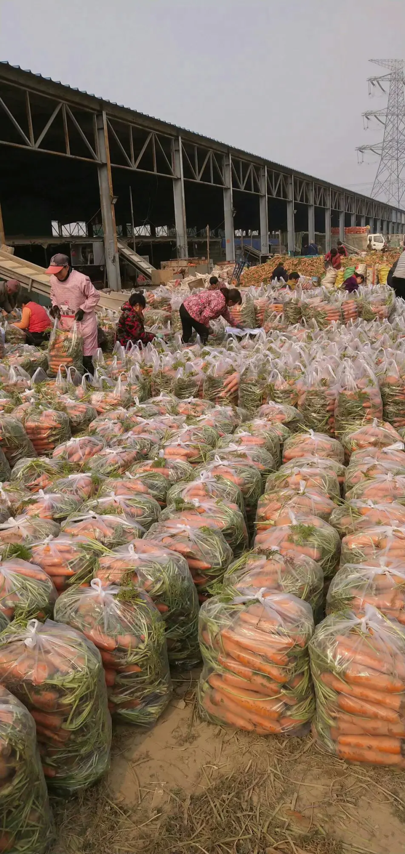 开封三红胡萝卜条形好水洗加工原产地发货质量保障