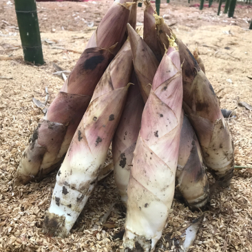 临安天目雷笋新鲜应季现挖竹笋嫩笋尖去根春笋