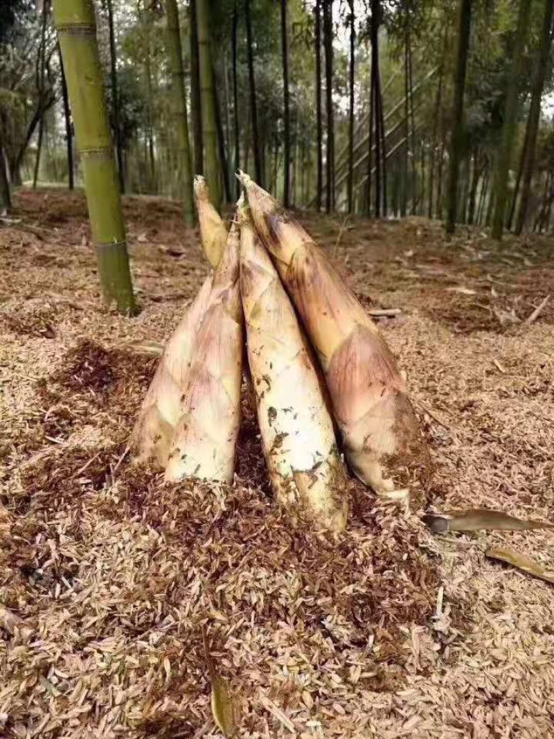 临安天目雷笋新鲜应季现挖竹笋嫩笋尖去根春笋
