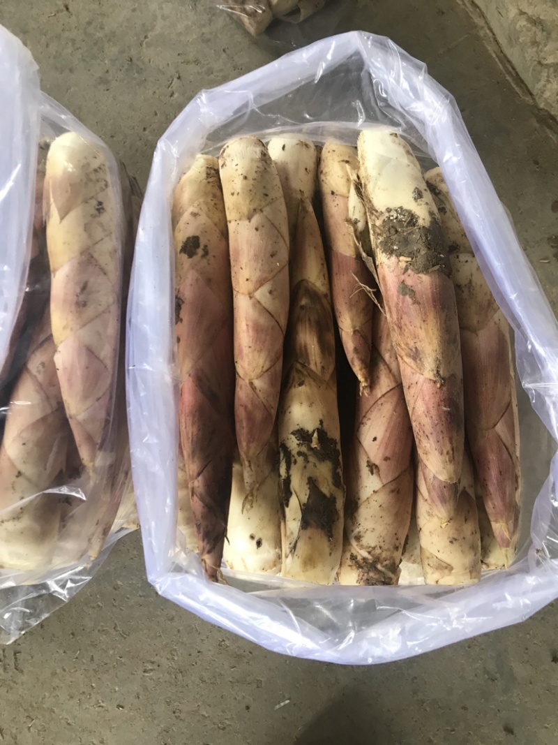临安天目雷笋新鲜应季现挖竹笋嫩笋尖去根春笋