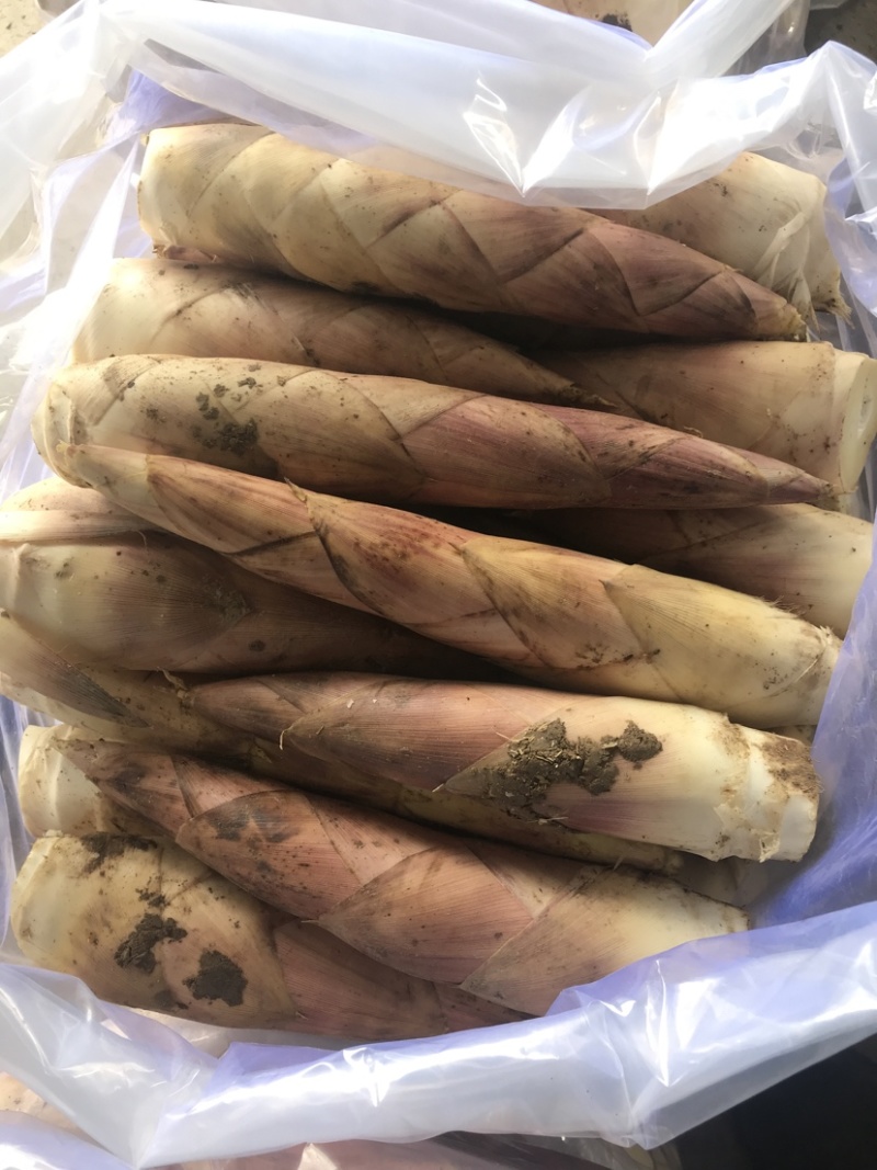 临安天目雷笋新鲜应季现挖竹笋嫩笋尖去根春笋