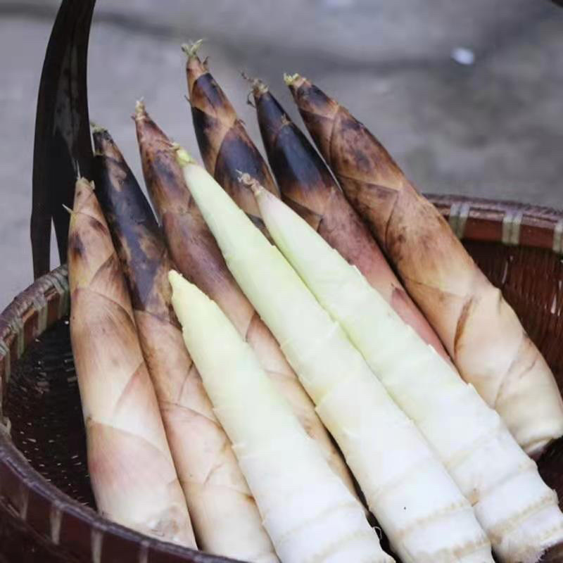 临安天目雷竹笋原产地发货量大的联系价格可谈