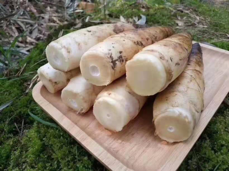 临安天目雷竹笋原产地发货量大的联系价格可谈