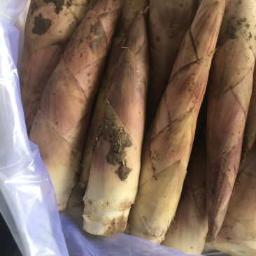 临安天目雷竹笋原产地发货量大的联系价格可谈