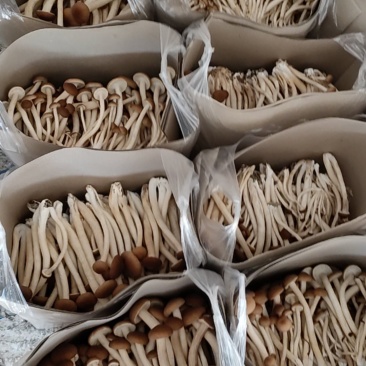 新鲜茶树菇