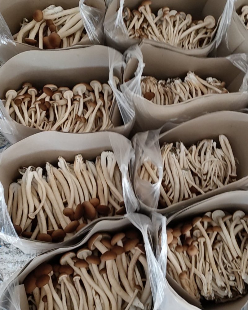 新鲜茶树菇