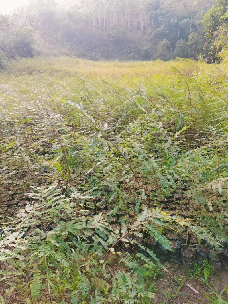 余甘果:油甘苗，大量现货，质量很好，可上门实地看货，品种