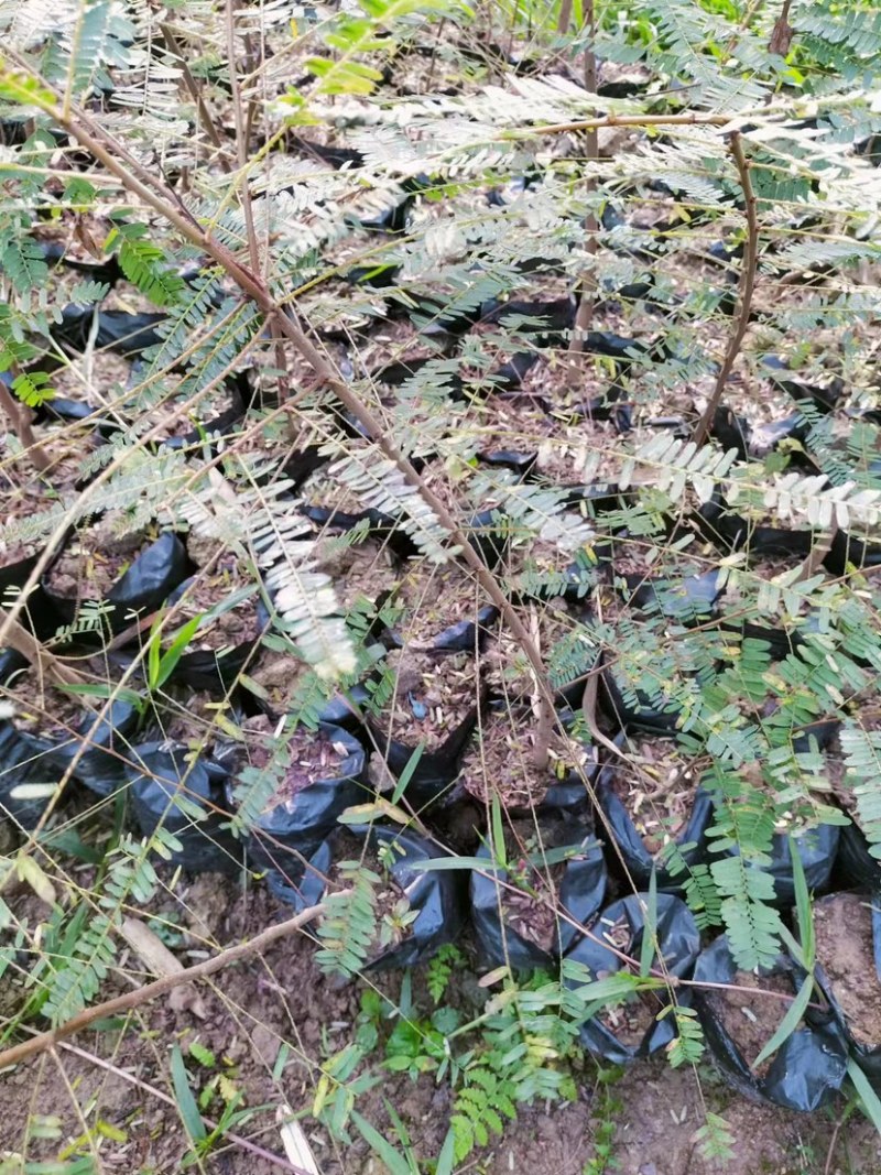 余甘果:油甘苗，大量现货，质量很好，可上门实地看货，品种