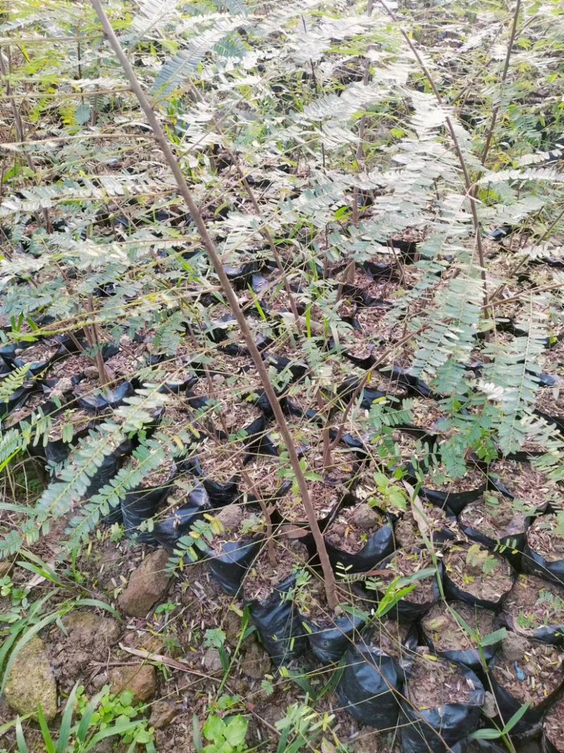 余甘果:油甘苗，大量现货，质量很好，可上门实地看货，品种