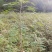 余甘果:油甘苗，大量现货，质量很好，可上门实地看货，品种