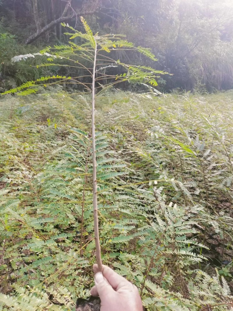 余甘果:油甘苗，大量现货，质量很好，可上门实地看货，品种