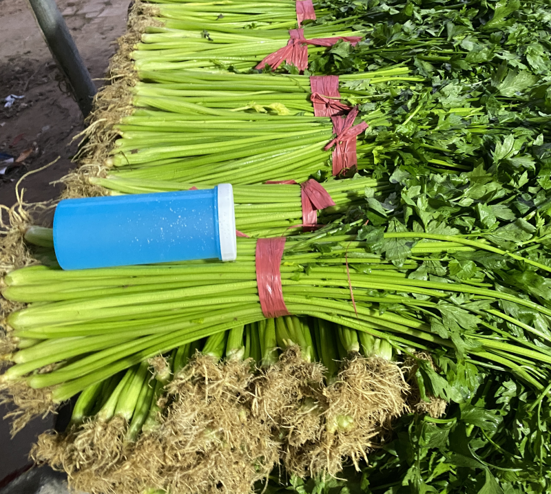 精品芹菜，产地地直发，量大从优质量保障