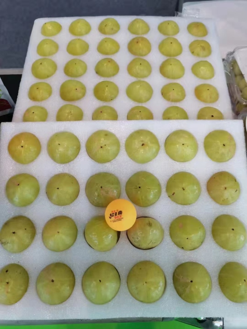 余甘果:油甘苗，大量现货，质量很好，可上门实地看货，品种