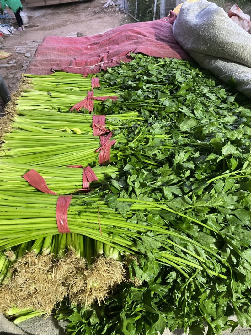 精品芹菜，产地地直发，量大从优质量保障