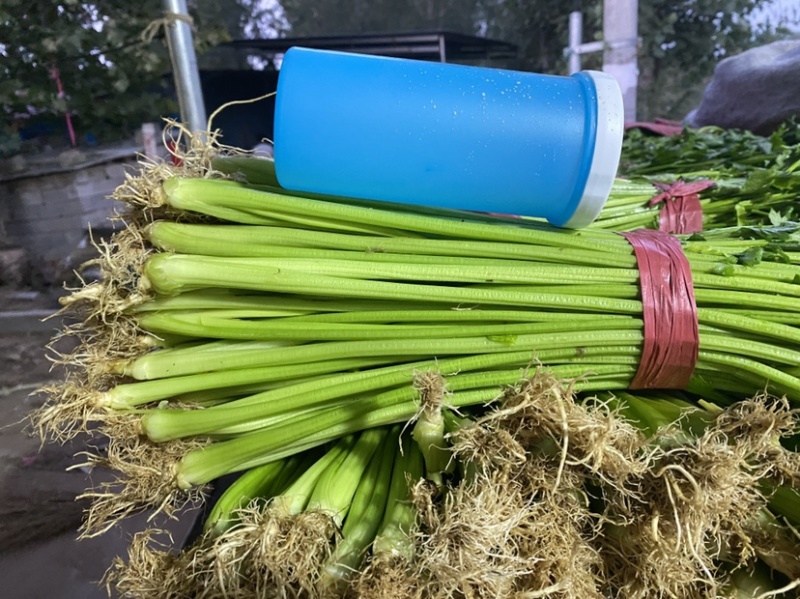 精品芹菜，产地地直发，量大从优质量保障