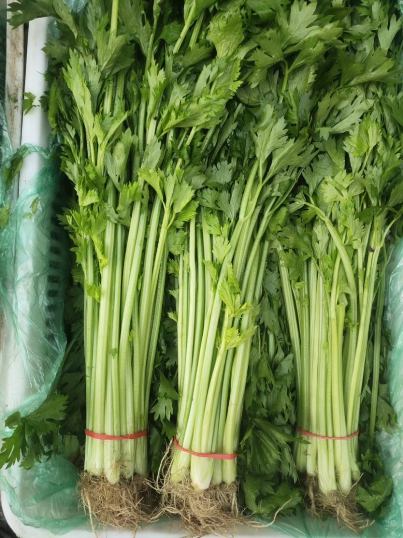 精品芹菜，产地地直发，量大从优质量保障