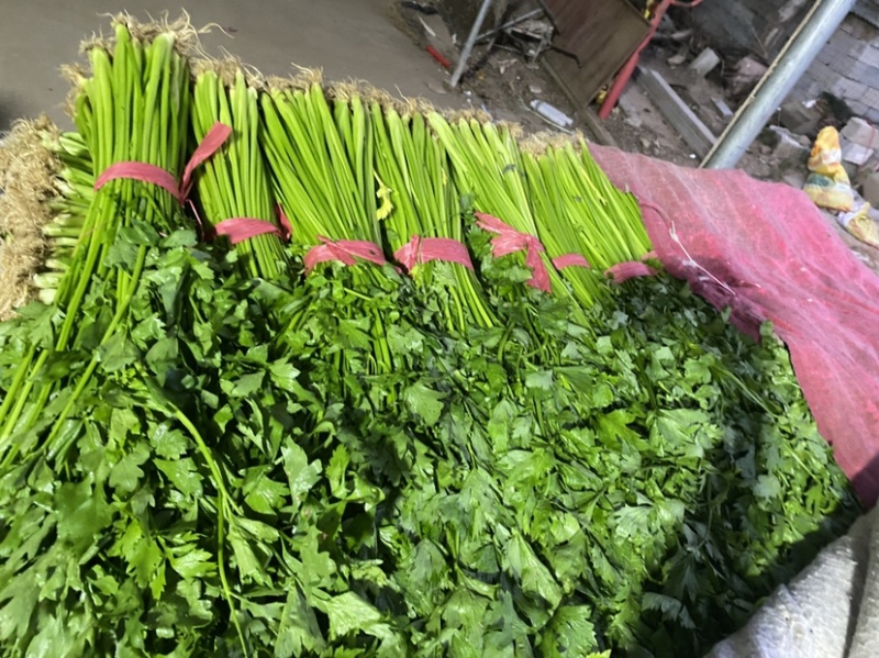 精品芹菜，产地地直发，量大从优质量保障