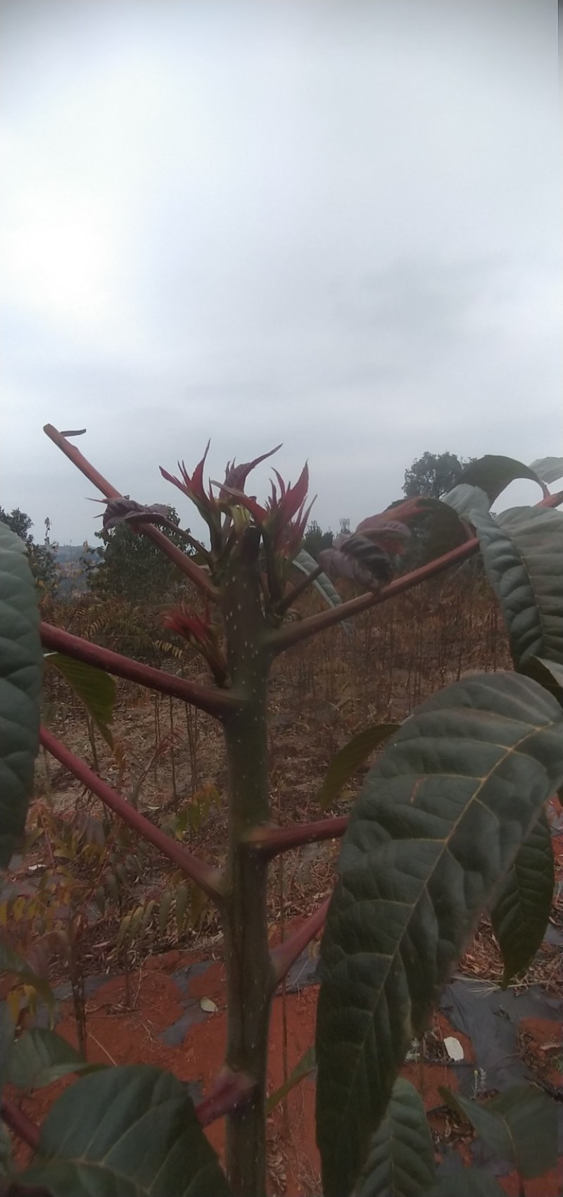 四季红油香椿苗