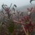 四季红油香椿苗