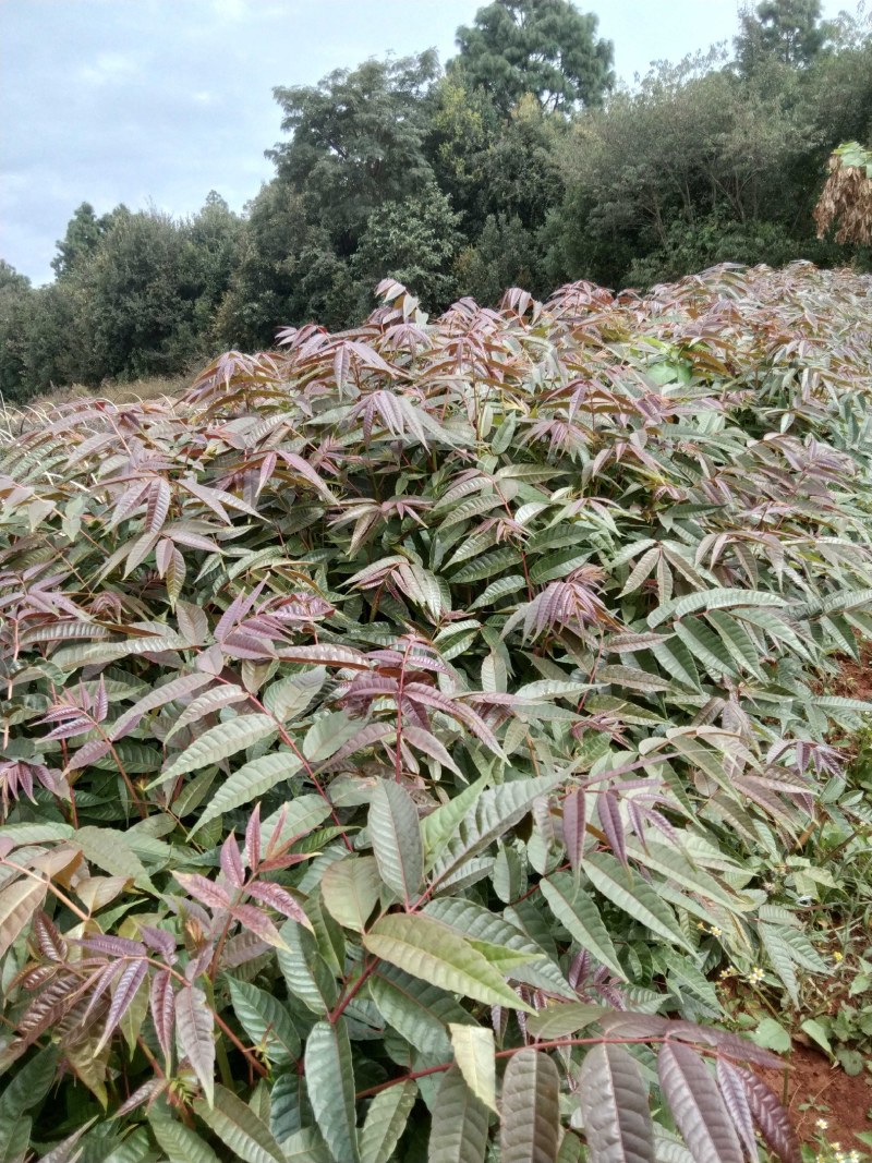 四季红油香椿苗