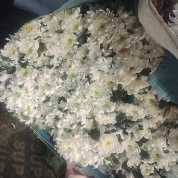 鲜切菊花，白菊贡菊，10个1件，欢迎进店沟通。